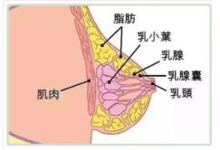 女性的隐秘话题：按摩胸部也能够变大？让胸部变大的方法在这里