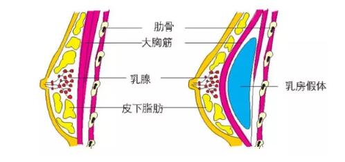 女性的隐秘话题：按摩胸部也能够变大？让胸部变大的方法在这里