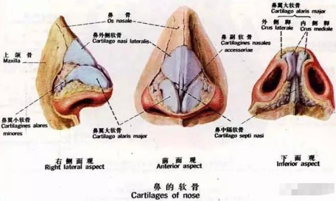 【科普】膨体隆鼻和自体软骨隆鼻的后遗症是什么？看完再去整！