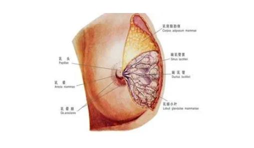 多大可以做乳房缩小手术，哪些情况适合做乳房缩小手术?